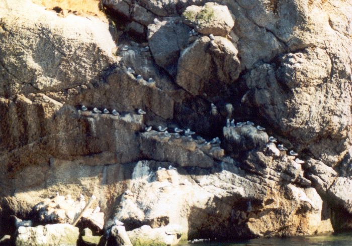 ../Images/073.Mvenfelsen Hamnoey.jpg